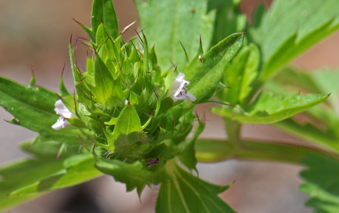 Dracocephalum parviflorum, American Dragonhead